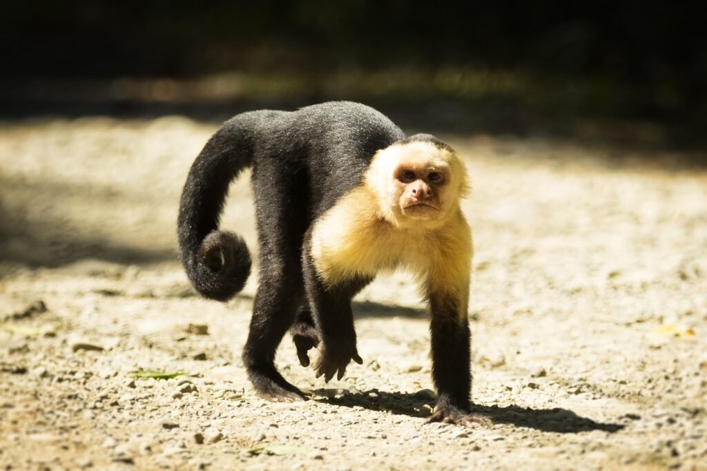 costa rica, monkey, wild